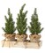 Contemporary Home Living 9" Green and Brown Triple Potted Christmas Pine Tabletop Decoration
